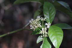 Psychotria carthagenensis