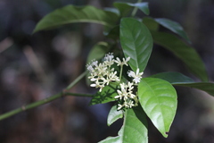 Psychotria carthagenensis