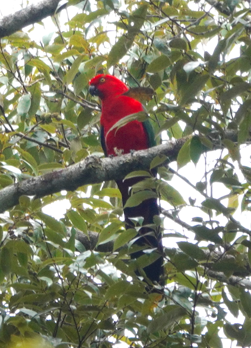 Moluccan King Parrot (Alisterus amboinensis), photo 4