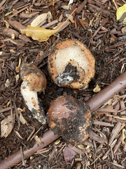 Tricholoma fracticum