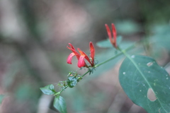 Justicia brasiliana