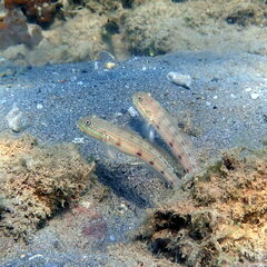 Valenciennea longipinnis