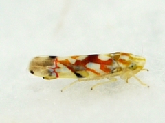 Erythroneura