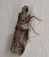 Conobathra hemichlaena