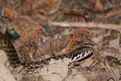 Madagascarophis colubrinus