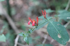 Justicia brasiliana