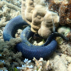 Emydocephalus annulatus