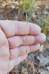 Aristida virgata