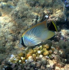 Chaetodon trifascialis