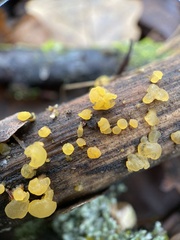 Dacrymyces capitatus