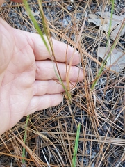 Aristida virgata