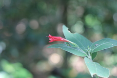 Ruellia angustiflora