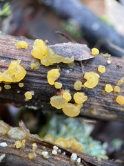Dacrymyces capitatus