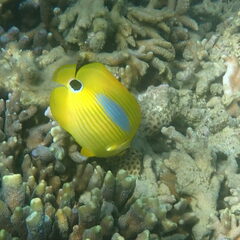 Chaetodon plebeius