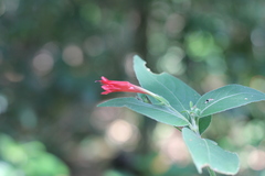 Ruellia angustiflora