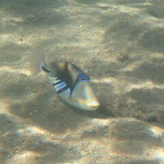 Rhinecanthus aculeatus