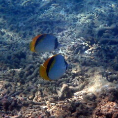 Chaetodon lineolatus