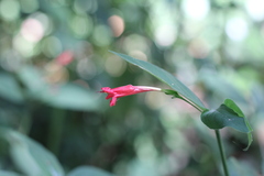 Ruellia angustiflora