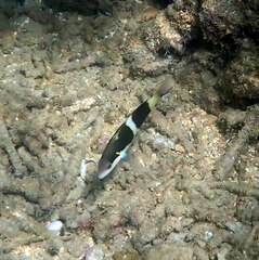 Thalassoma nigrofasciatum