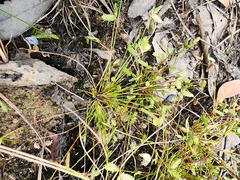 Isolepis levynsiana