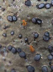 Dicyrtomidae