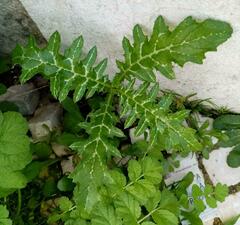 Galactites tomentosus