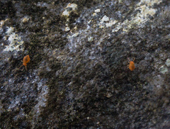Dicyrtomidae