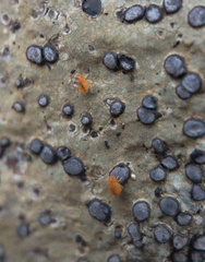 Dicyrtomidae