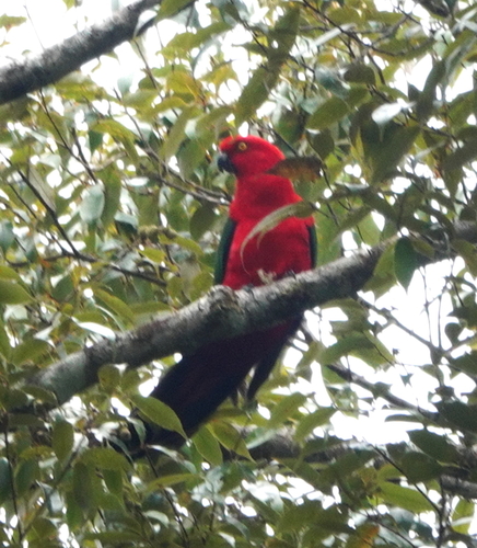 Moluccan King Parrot (Alisterus amboinensis), photo 5