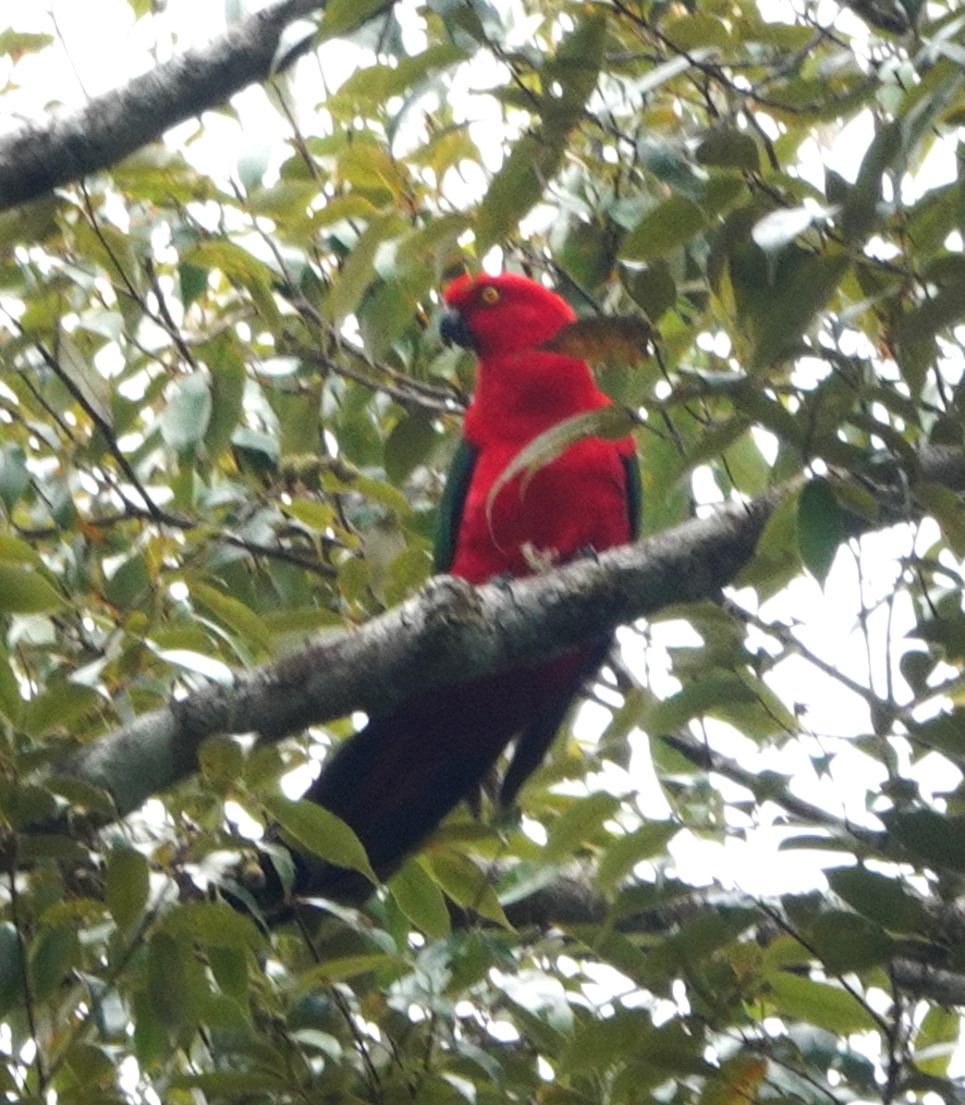 Moluccan King Parrot (Alisterus amboinensis), photo 5