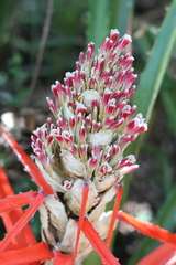 Bromelia balansae