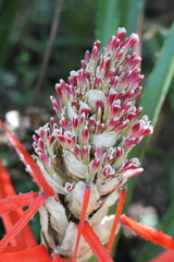 Bromelia balansae