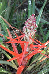 Bromelia balansae