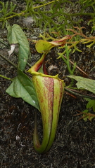 Nepenthes maxima