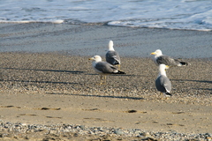 Larus michahellis