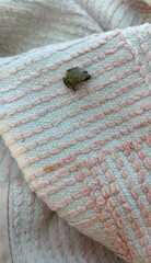 Eleutherodactylus nitidus