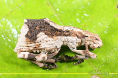 Episomus chinensis