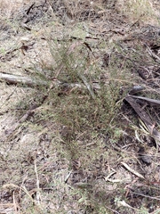 Lepidium aschersonii