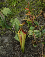 Nepenthes maxima