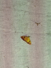 Isocentris filalis