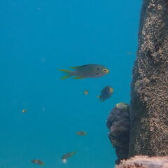 Neopomacentrus nemurus