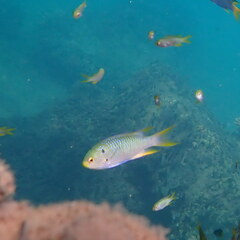 Neopomacentrus nemurus