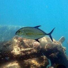 Caranx melampygus