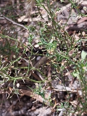 Lepidium aschersonii