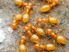Acanthomyops