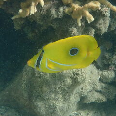 Chaetodon bennetti