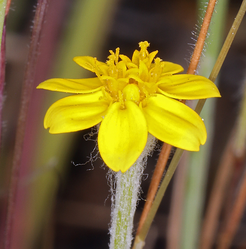 Hartweg's golden sunburst (Pseudobahia bahiifolia)