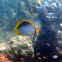Chaetodon melannotus