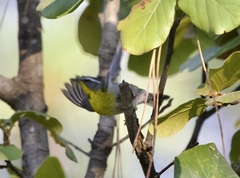 Oreothlypis superciliosa