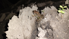 Leptodactylus fragilis